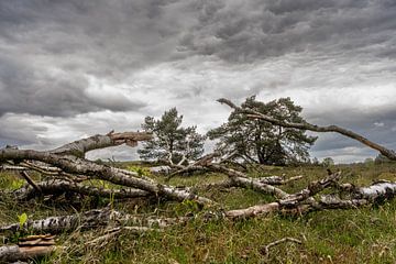 trees in their natural cycle by Eugene Winthagen