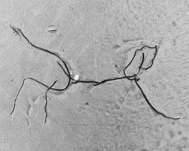 Spelende hond op het strand_Schierblikken_RW_#7 von Bernadette van Beurten | ideeënkunstenaar| SCHIERBLIKKEN |