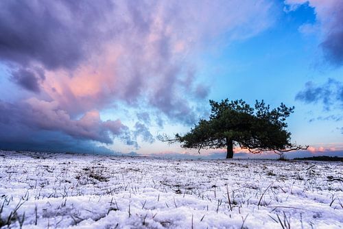 oude boom in de sneeuw