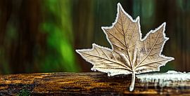 Gevroren esdoornblad op mos