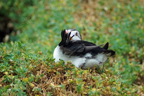 Papegaaiduikers op het eiland Skellig Michael in Ierland