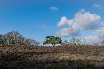 Eenzame boom op de heide van Patrick Verhoef