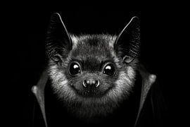 Chauve-souris sur Poster Art Shop