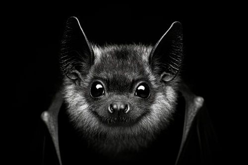 Fledermaus