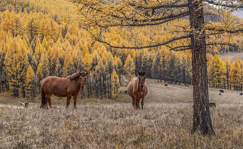 Tsenkher, Mongolië - II
