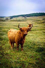 Cow in the dunes by Tom de Groot