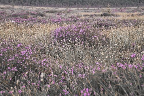 Kleurrijke herfstweide met wilde bloemen en heide in het warme zonlicht