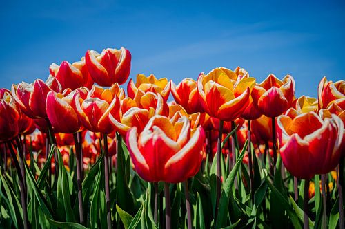 close-up of red tulips with orange and white elements