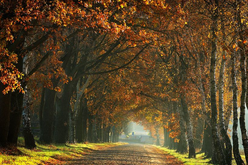Autumn light | Herfstverlichting by Dieter Ludorf