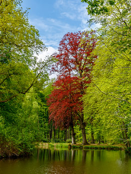 Beuk op Voorstonden