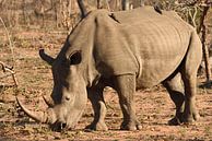 Witte neushoorn (Ceratotherium simum) van Frank Heinen thumbnail