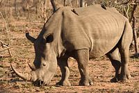 Witte neushoorn (Ceratotherium simum)