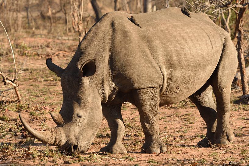 Witte neushoorn (Ceratotherium simum) van Frank Heinen