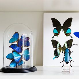 Kundenfoto: Schrank der Kuriositäten_Butterfly_02 (gesehen bei vtwonen) von Marielle Leenders, auf leinwand