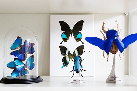 Curiosity Cabinet_Butterlfy_02