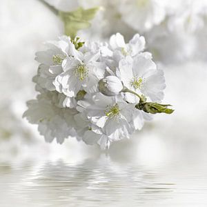 Frühling