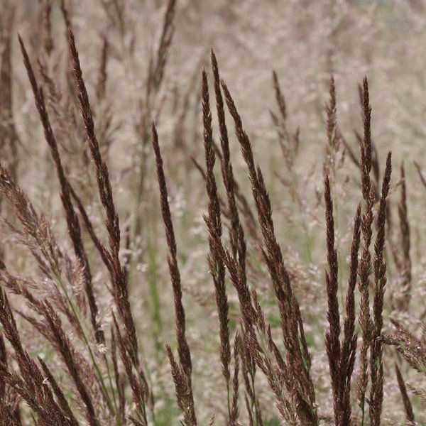 Natuur von Ilona Versloot