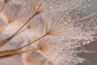 Goedemorgen morgenster (Tragopogon)!