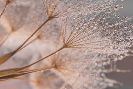 Guten Morgen Morgenstern (Tragopogon)!
