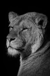 Leeuw: portret van een mooie leeuwin in zwart-wit van Marjolein van Middelkoop