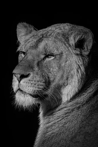 Lion : portrait d'une belle lionne en noir et blanc