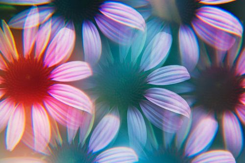 Echinacea flowers photographed by a prism