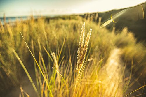 Dune landscape
