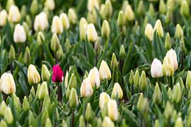 Tulips on the field by Marcel Derweduwen
