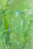 Dragonflies in the reeds