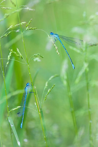 Dragonflies in the reeds by Jurjen Veerman