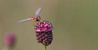 Parasitäre Wespe auf der Blüte der Großen Brennnessel von Bas Ronteltap Miniaturansicht