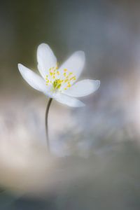 Lente van Pim Leijen