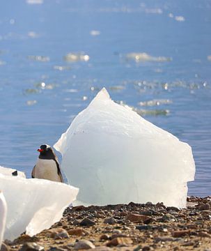 Penguin Antarctica - ll by G. van Dijk