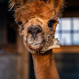Alpaca van Eva Cameron