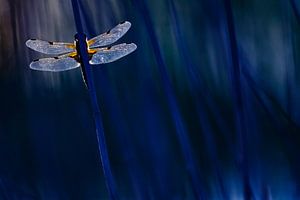 dragonfly in blue sur Pim Leijen