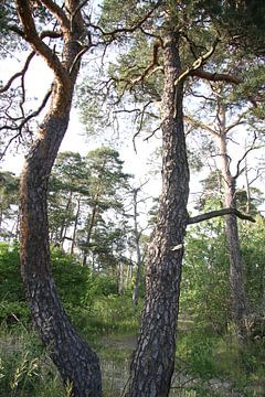 Natural forest left to its own devices in summer by Martin Flechsig