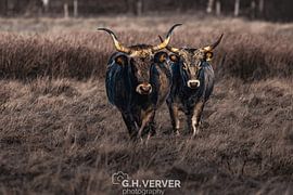aurochs by Gh Verver Photography