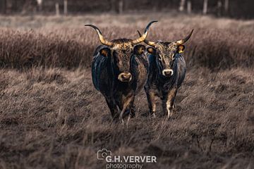 oeros van Gh Verver Photography