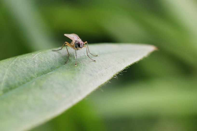 Little Fly by Mighuel Geutskens