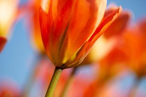 orangefarbene Tulpe von Astrid Volten