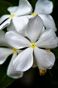 Sanfte und strahlende Blüten unter dem Tau