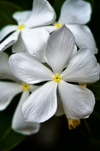 Zachtheid en glans van bloemen in de dauw
