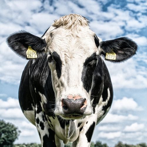 Portrait of a curious cow