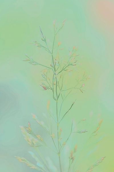 Prairie abstraite par Naturdetail Fotografie