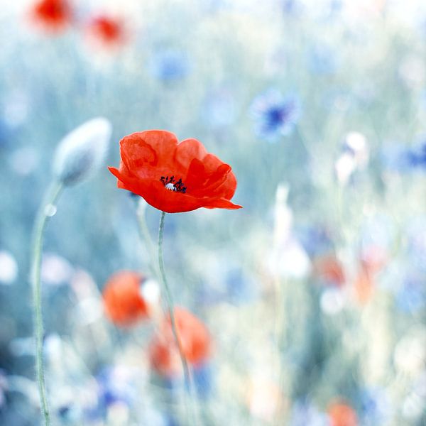 Poppy blossom in cornflower field by Anneliese Grünwald-Märkl