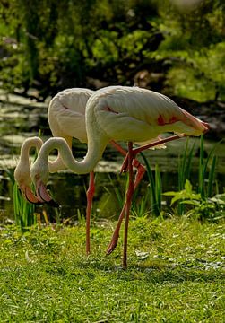 Flamingopaartje in de Kasteeltuinen van Arcen van René Beijer