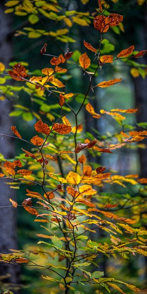 Triptyque automne 3 par Hanneke Luit