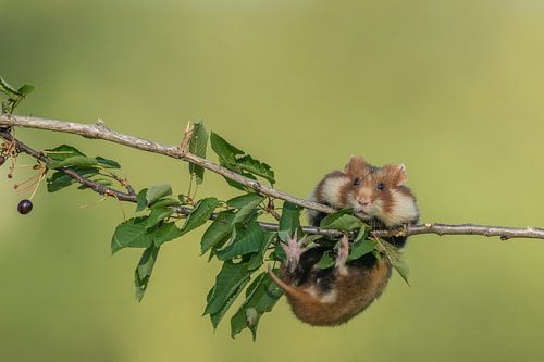 European field hamster by Vienna Wildlife