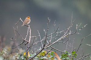 Le chant du rouge-gorge