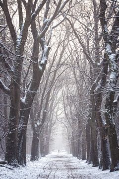 Une allée d'arbres en hiver dans le Zeisterbos ! sur Peter Haastrecht, van